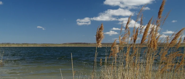 Gräser vor Wasser und blauem Himmel mit wenigen weißen Wolken