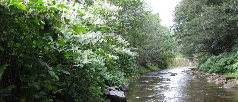 Japanischer Staudenknöterich an einem befestigten Gewässer