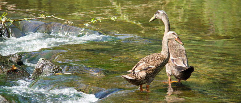 zwei Enten stehen im Wasser