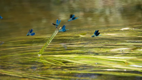 fünf blaue Libellen fliegen dicht über der Wasseroberfläche aus der ein Grashalm rakt. Das Wasser schimmert grün