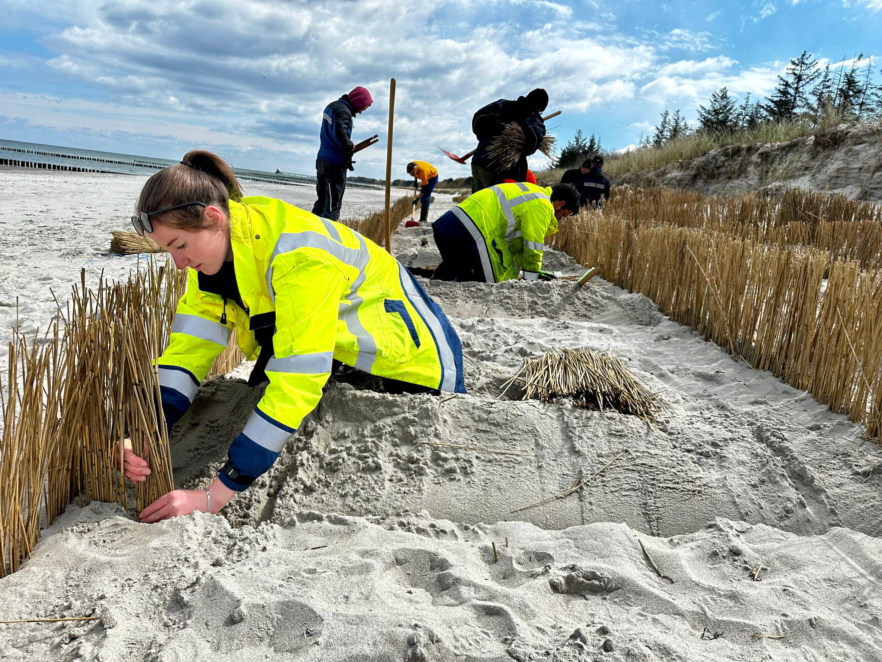 Eine Auszubildende pflanzt am Strand Hafer