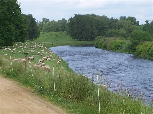 Fluss, links davon Wiese mit Schafen und ein Weg