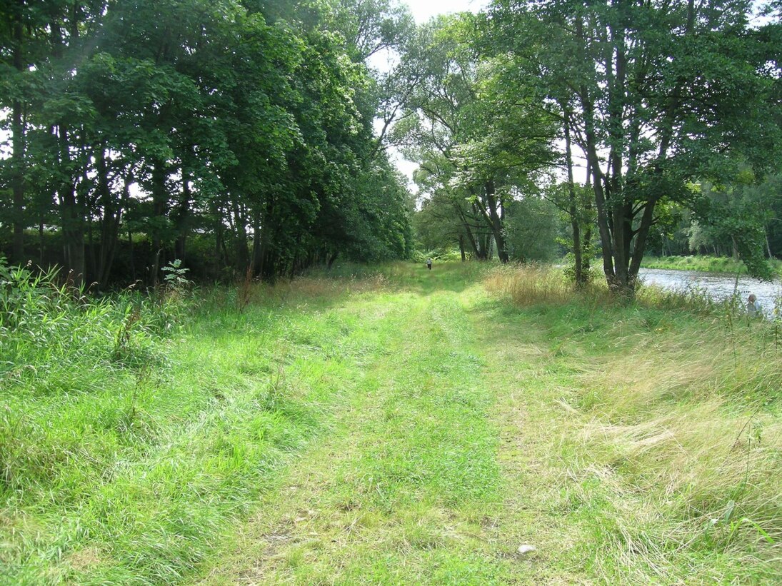 Blick auf eine gerade Wiesen-Weg-Spur zwischen Wald