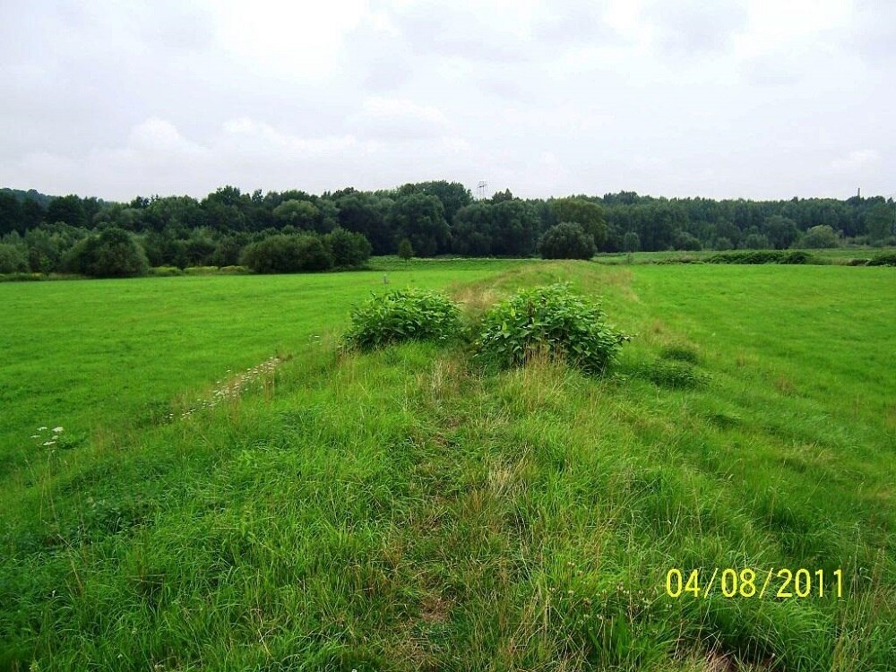 große Wiese mit Wald im Hintergrund