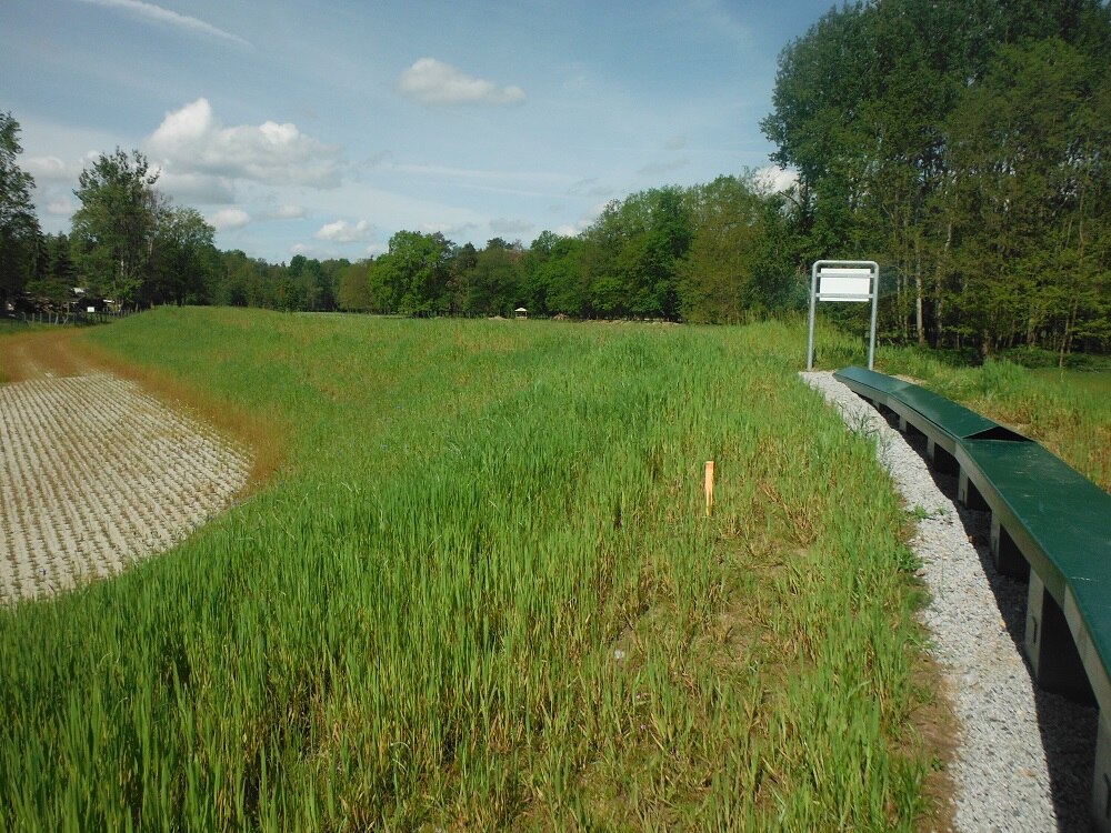 gepflasterte Fläche, Wiese, Betonkante, dahinter dunkelgrüne Spundwand