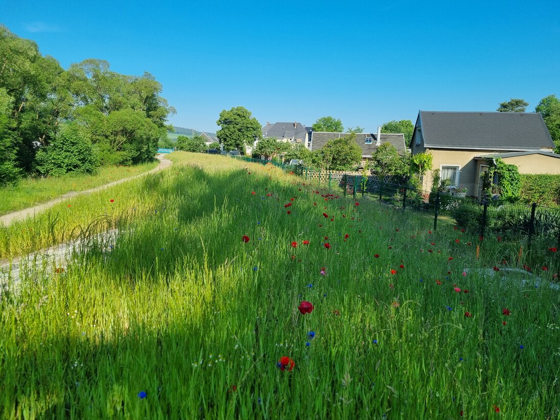 Blick auf Wiese mit Mohnblumen