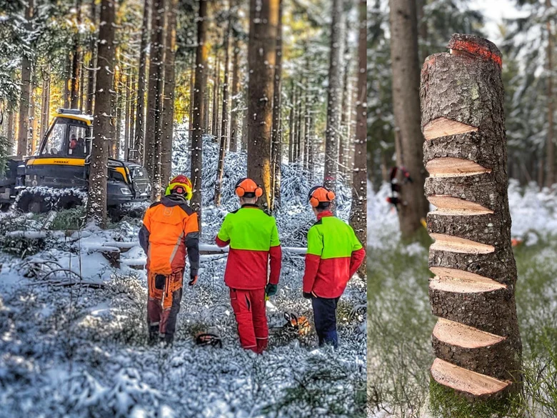 Bild von drei Männern in Schutzkleidung im Wald, daneben ein Baumstamm mit Einkerbungen
