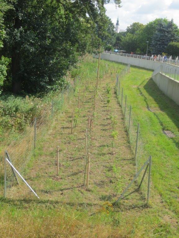 Blick auf ein eingezäuntes Stück Wiese mit frisch gepflanzten Bäumen