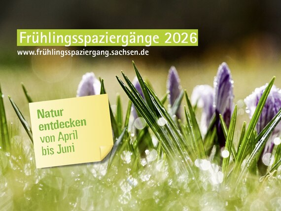 Blühende Krokusse auf einer Wiese im Morgentau, mit Schriftzug »Frühlingsspaziergänge 2026 – Natur entdecken von April bis Juni«